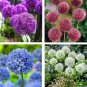 100 Seeds Giant Allium Giganteum Mixed 6 Colors