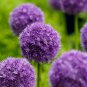 100 Seeds Giant Allium Giganteum Purple Color Big Ball Blooms
