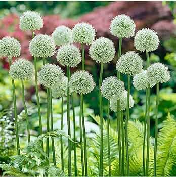 100 Seeds Giant Allium Mixed White Purple Yellow Blue Dark Red etc Colors