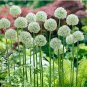 100 Seeds Giant Allium Mixed White Purple Yellow Blue Dark Red etc Colors