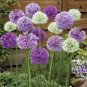 100 Seeds Giant Allium Mixed White Purple Yellow Blue Dark Red etc Colors