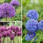 100 Seeds Giant Allium Mixed White Purple Yellow Blue Dark Red etc Colors
