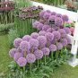 100 Seeds Giant Allium Plant Light Purple Color