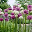 100 Seeds Giant Allium Plant Mixed Light Purple and White Colors