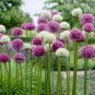 100 Seeds Giant Allium Plant Mixed Light Purple and White Colors