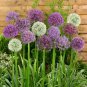 100 Seeds Giant Allium Plant Mixed Light Purple and White Colors