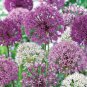 100 Seeds Giant Allium Plant Mixed Light Purple and White Colors