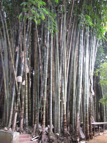 30 Seeds Giant Bamboo Coffee Color