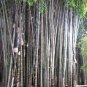 30 Seeds Giant Bamboo Coffee Color