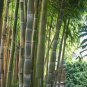 30 Seeds Giant Bamboo Coffee Color