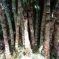 30 Seeds Giant Bamboo Coffee Color