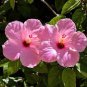 100 Seeds Giant Hibiscus Flower Rose Pink Flowers