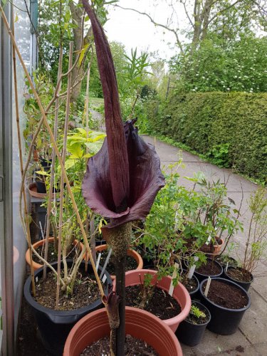 100 Seeds Giant Lily Voodoo Lily Plants Potted Bonsai Garden Courtyard