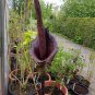 100 Seeds Giant Lily Voodoo Lily Plants Potted Bonsai Garden Courtyard
