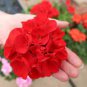 50 Seeds Giant Red Big Blooms Geranium Flowers Rare Plant