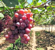 100 Seeds Giant Red Globe Grape Vine Fruit