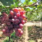 100 Seeds Giant Red Globe Grape Vine Fruit