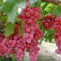 100 Seeds Giant Red Globe Grape Vine Fruit