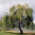 50 Seeds Giant Willow Tree