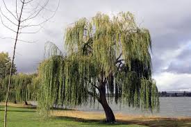 50 Seeds Giant Willow Tree