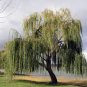 50 Seeds Giant Willow Tree