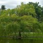 50 Seeds Giant Willow Tree