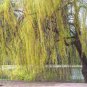 50 Seeds Giant Willow Tree