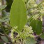 50 Seeds Glabrous Greenbrier Rhizome