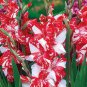 300 Seeds Gladiola Flower White Compact Flowers with Rose Red Centre