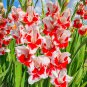300 Seeds Gladiola Flower White Compact Flowers with Rose Red Centre