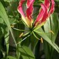 100 Seeds GLORIOSA SUPERBA Seeds (NOT Bulbs) Glory Lily Flame Lily Flower