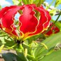 100 Seeds GLORIOSA SUPERBA Seeds (NOT Bulbs) Glory Lily Flame Lily Flower