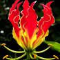 100 Seeds GLORIOSA SUPERBA Seeds (NOT Bulbs) Glory Lily Flame Lily Flower