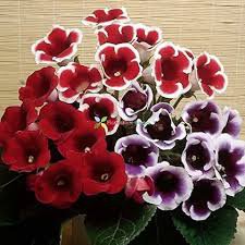 100 Seeds Gloxinia 2 Colors Available