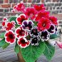 100 Seeds Gloxinia 2 Colors Available