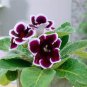 100 Seeds Gloxinia Bonsai Sinningia Gloxinia Flower Bonsai