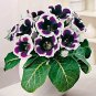 100 Seeds Gloxinia Bonsai Sinningia Gloxinia Flower Bonsai