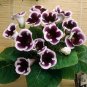 100 Seeds Gloxinia Bonsai Sinningia Gloxinia Flower Bonsai