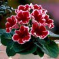 100 Seeds Gloxinia Dark Red Flowers with White Edge
