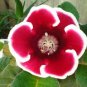 100 Seeds Gloxinia Dark Red Flowers with White Edge