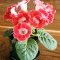 100 Seeds Gloxinia Dark Red Flowers with White Edge