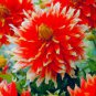 100 Seeds Giant Dinnerplate Dahlia