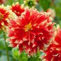 100 Seeds Giant Dinnerplate Dahlia