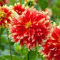 100 Seeds Giant Dinnerplate Dahlia