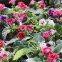 100 Seeds Gloxinia Mixed Purple Red Black Pink ect 8 Colors