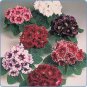 100 Seeds Gloxinia Mixed Purple Red Black Pink ect 8 Colors