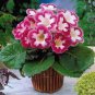 100 Seeds Gloxinia Perennials Rose Red Flowers