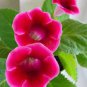 100 Seeds Gloxinia Perennials Rose Red Flowers