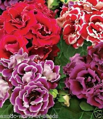 100 Seeds Gloxinia Plant Seeds - Mixed Red White-Purple Red-White Dark-Purple Colors