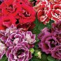 100 Seeds Gloxinia Plant Seeds - Mixed Red White-Purple Red-White Dark-Purple Colors